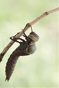 Fauna & Flora: birth of a dragonfly