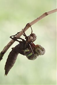 TopRq.com search results: birth of a dragonfly