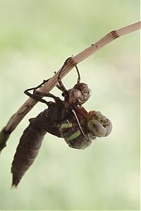 Fauna & Flora: birth of a dragonfly