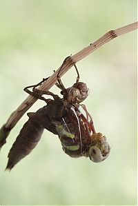 Fauna & Flora: birth of a dragonfly