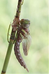 Fauna & Flora: birth of a dragonfly