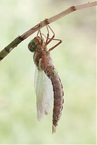 Fauna & Flora: birth of a dragonfly