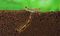 TopRq.com search results: how locust lays eggs