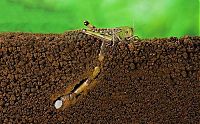 Fauna & Flora: how locust lays eggs