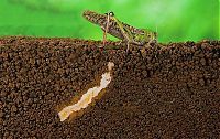 Fauna & Flora: how locust lays eggs