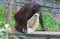 TopRq.com search results: orangutan wears sack clothes