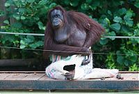 TopRq.com search results: orangutan wears sack clothes