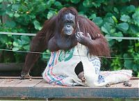 TopRq.com search results: orangutan wears sack clothes