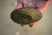 Fauna & Flora: sand dollars