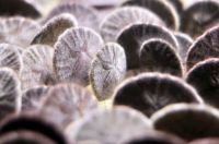 Fauna & Flora: sand dollars