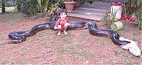 TopRq.com search results: giant anaconda snake