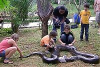 Fauna & Flora: giant anaconda snake