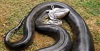 TopRq.com search results: giant anaconda snake