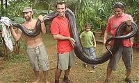 TopRq.com search results: giant anaconda snake