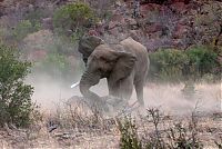 Fauna & Flora: black rhinoceros against a furious elephant