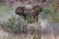 Fauna & Flora: black rhinoceros against a furious elephant