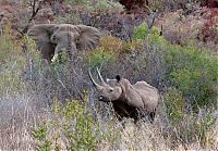 Fauna & Flora: black rhinoceros against a furious elephant