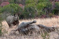 Fauna & Flora: black rhinoceros against a furious elephant