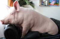 TopRq.com search results: grown-up pig pet