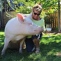 Fauna & Flora: grown-up pig pet