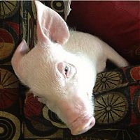 Fauna & Flora: grown-up pig pet