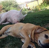 Fauna & Flora: grown-up pig pet