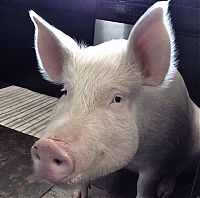 TopRq.com search results: grown-up pig pet