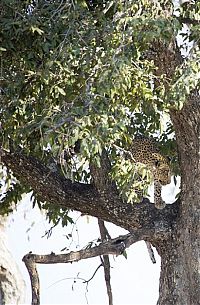 Fauna & Flora: leopard against an antelope