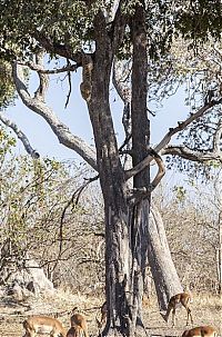 Fauna & Flora: leopard against an antelope