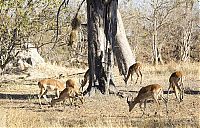 Fauna & Flora: leopard against an antelope