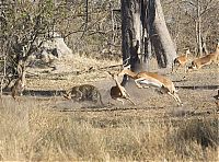 TopRq.com search results: leopard against an antelope