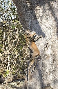 TopRq.com search results: leopard against an antelope