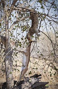 Fauna & Flora: leopard against an antelope