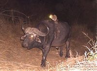 Fauna & Flora: Genet riding buffalos and rhinoceros, Hluhluwe–iMfolozi Park, Durban, Zululand, KwaZulu-Natal, South Africa