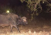 Fauna & Flora: Genet riding buffalos and rhinoceros, Hluhluwe–iMfolozi Park, Durban, Zululand, KwaZulu-Natal, South Africa