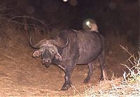 TopRq.com search results: Genet riding buffalos and rhinoceros, Hluhluwe–iMfolozi Park, Durban, Zululand, KwaZulu-Natal, South Africa