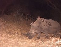 Fauna & Flora: Genet riding buffalos and rhinoceros, Hluhluwe–iMfolozi Park, Durban, Zululand, KwaZulu-Natal, South Africa