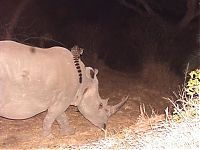 Fauna & Flora: Genet riding buffalos and rhinoceros, Hluhluwe–iMfolozi Park, Durban, Zululand, KwaZulu-Natal, South Africa