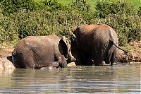 Fauna & Flora: Rescuing a baby elephant, Addo Elephant National Park, Port Elizabeth, South Africa