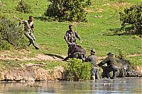 TopRq.com search results: Rescuing a baby elephant, Addo Elephant National Park, Port Elizabeth, South Africa