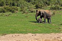 Fauna & Flora: Rescuing a baby elephant, Addo Elephant National Park, Port Elizabeth, South Africa