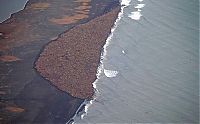 Fauna & Flora: beach with lot of walruses