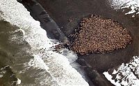 Fauna & Flora: beach with lot of walruses