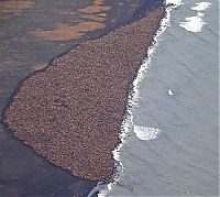 Fauna & Flora: beach with lot of walruses