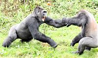 TopRq.com search results: Gorillas fight, Dartmoor Zoological Park, Devon, United Kingdom