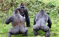 TopRq.com search results: Gorillas fight, Dartmoor Zoological Park, Devon, United Kingdom