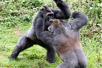 Fauna & Flora: Gorillas fight, Dartmoor Zoological Park, Devon, United Kingdom