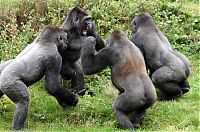 Fauna & Flora: Gorillas fight, Dartmoor Zoological Park, Devon, United Kingdom