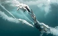 Fauna & Flora: Gannets diving for fish, Shetland Islands, Scotland, United Kingdom