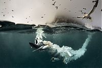 TopRq.com search results: Gannets diving for fish, Shetland Islands, Scotland, United Kingdom